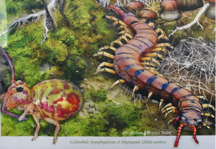 Un collembole et son prédateur